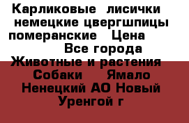 Карликовые “лисички“  немецкие цвергшпицы/померанские › Цена ­ 35 000 - Все города Животные и растения » Собаки   . Ямало-Ненецкий АО,Новый Уренгой г.